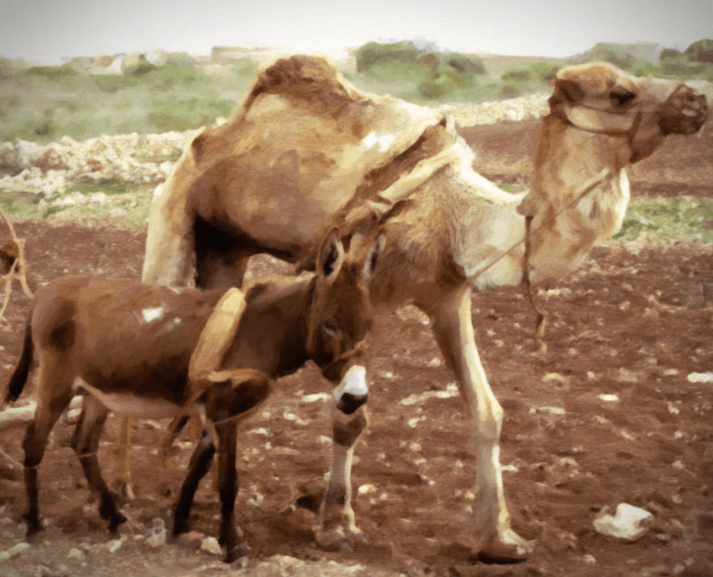 kamila i magare